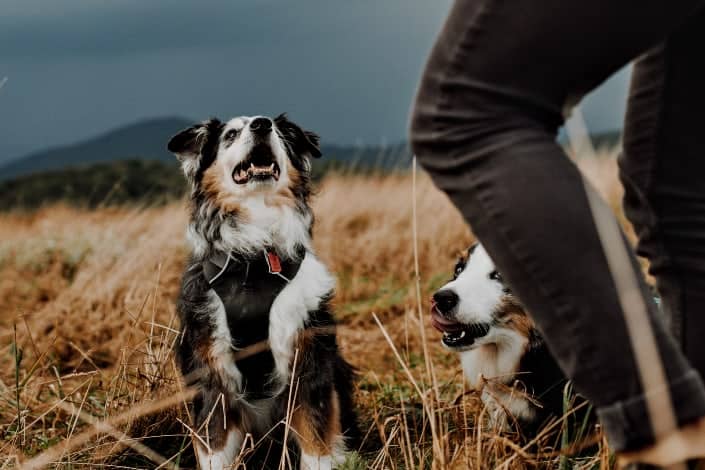 Fun Trivia Questions - Which planet shares its name with a dog