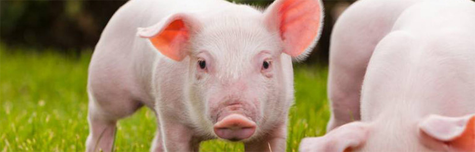 healthy pink pigs in a field