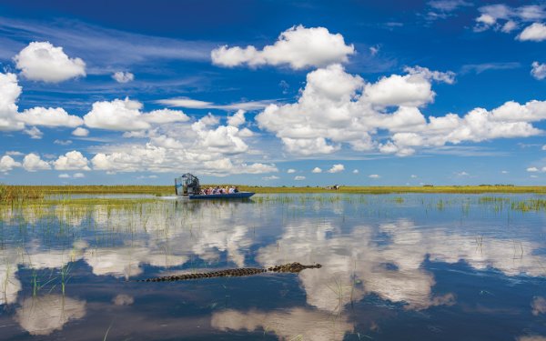 Hidrodeslizador y caimán en los Everglades