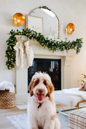 goldendoodle christmas