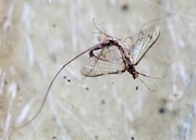 A dead mayfly adult from this season's hatch rests in a spider web on a building at Cornell's field station at Shackelton Point. After disappearing from the lake for nearly 50 years, mayflies are enjoying a renaissance that scientists say is an indicator of a healthy lake.