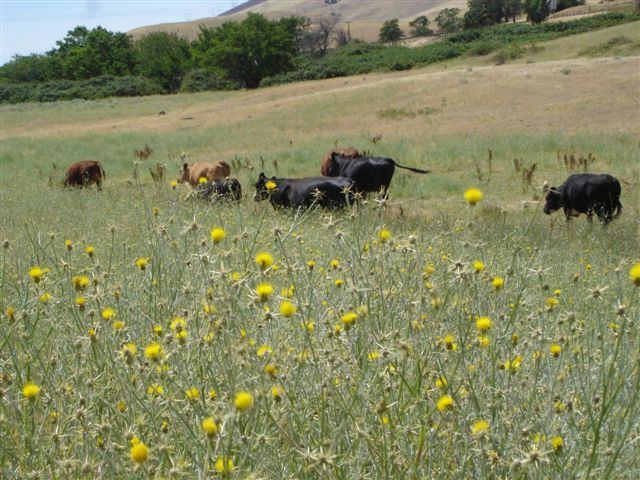 Cows in field