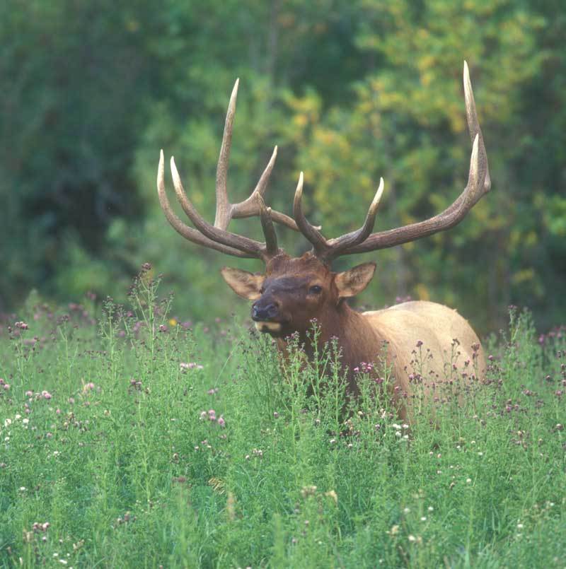 Rocky Mountain Elk  Na Merm