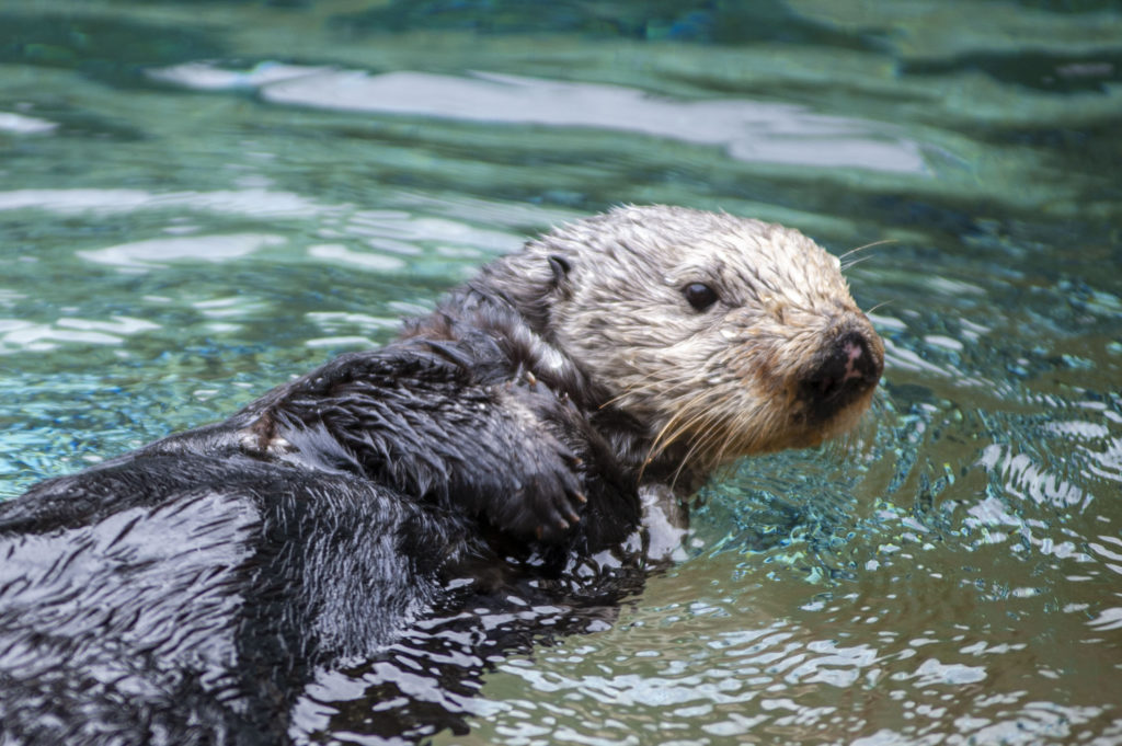 Moea the sea otter