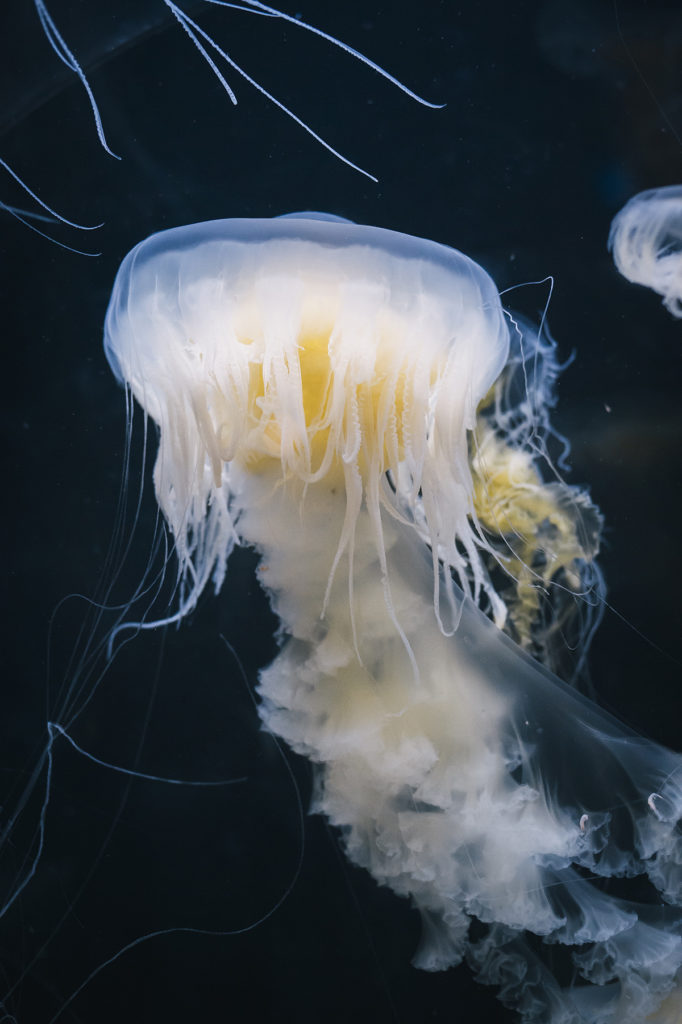 jellyfish