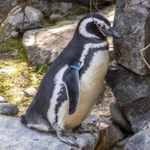 blue the penguin