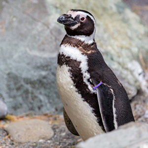 Purple the penguin