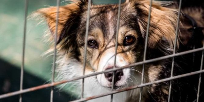 Fluffy brown-and-white dog looking out through bars of cage