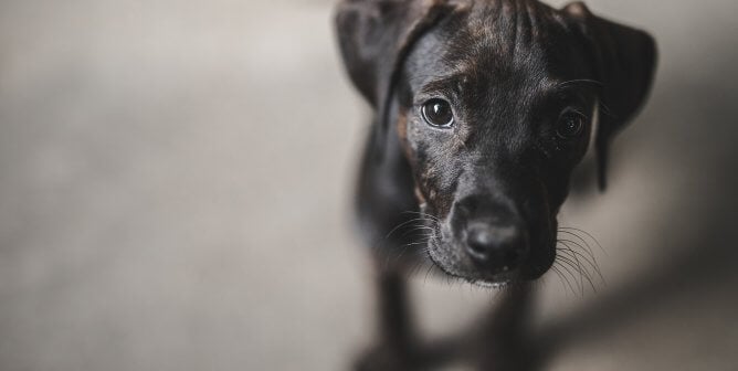 small black dog looking at camera on gray background