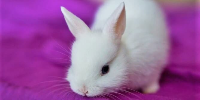 White rabbit on purple blanket