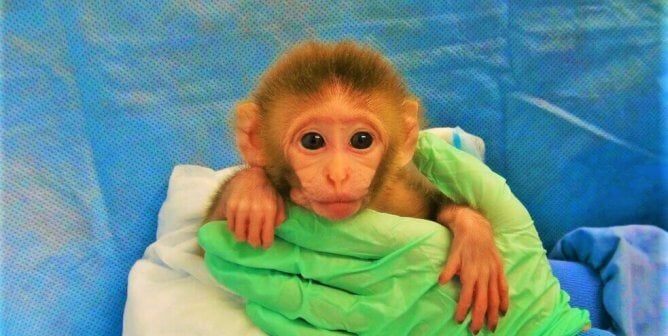 Baby monkey held by experimenter