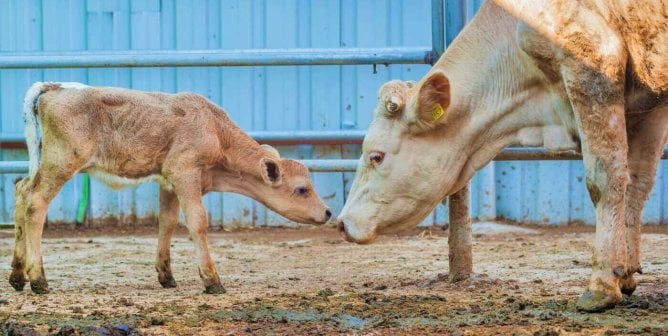 mother and calf