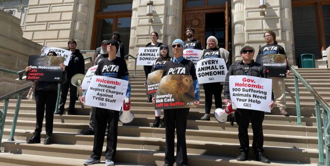 Sick Cats Denied Vet Care at Blood Bank; PETA Urges Gov. Holcomb to Intervene