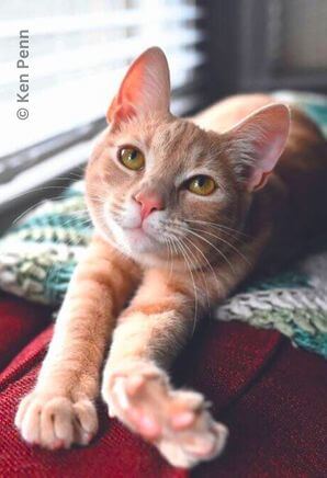 oscar the orange cat reaches out to camera