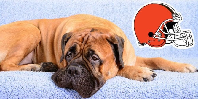 sad bullmastiff next to Cleveland browns helmet logo