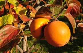 Asian persimmon (Diospyros kaki)