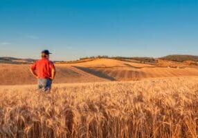 farmer in field, farmer in wheat field, farmer with hands on hips, looking at the land