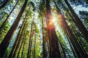 Sun shines through dense forest 