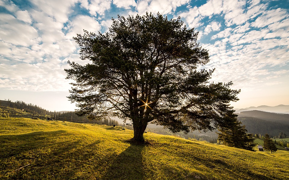 Tree in a field