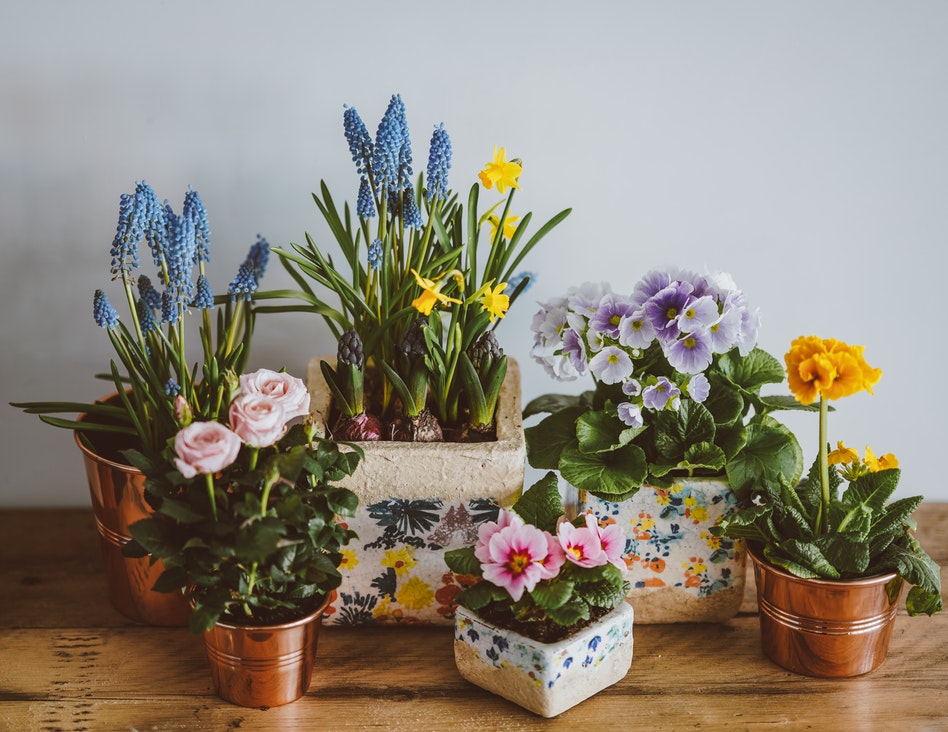 Variety of potted plants