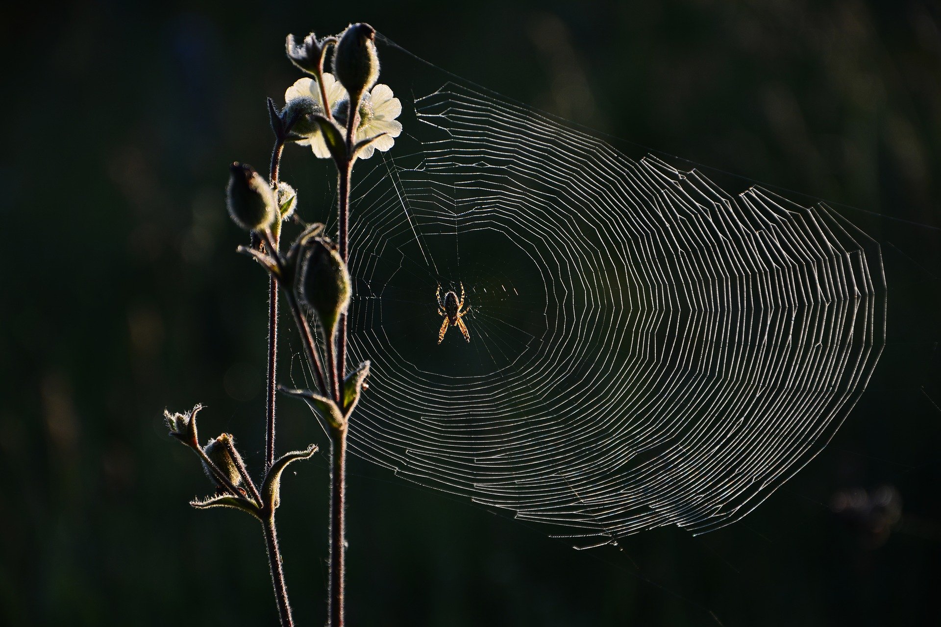 Spider in the middle of a spider web