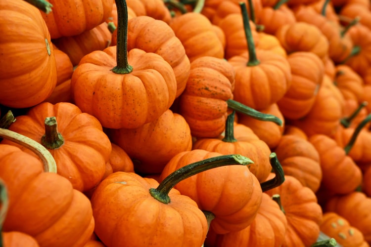 Mini pumpkins