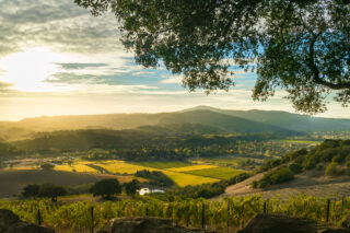 photo - Sunset at Sonoma California Patchwork Vineyard at Harvest