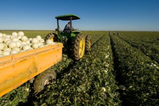 photo - tractor working on a melon farm