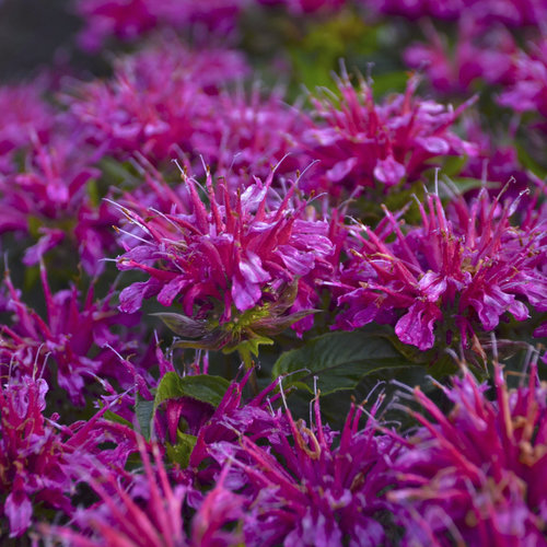 monarda_pardon_my_purple16.jpg