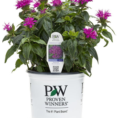 pw_1_gal-premium_monarda_p_copy.jpg