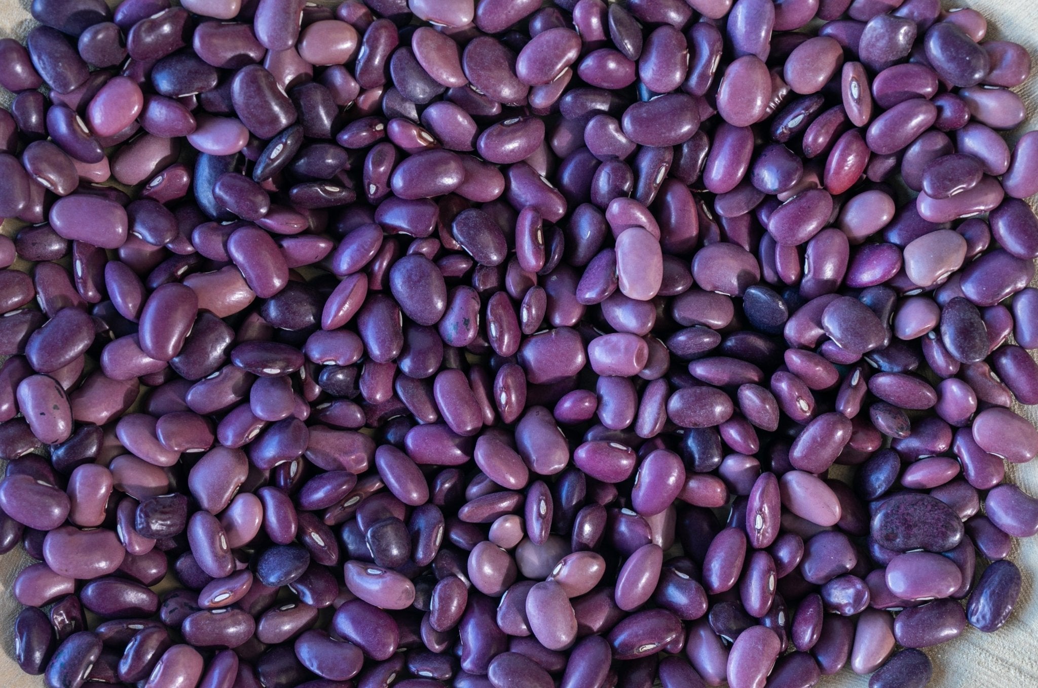 Ayocote Morado Bean - Rancho Gordo