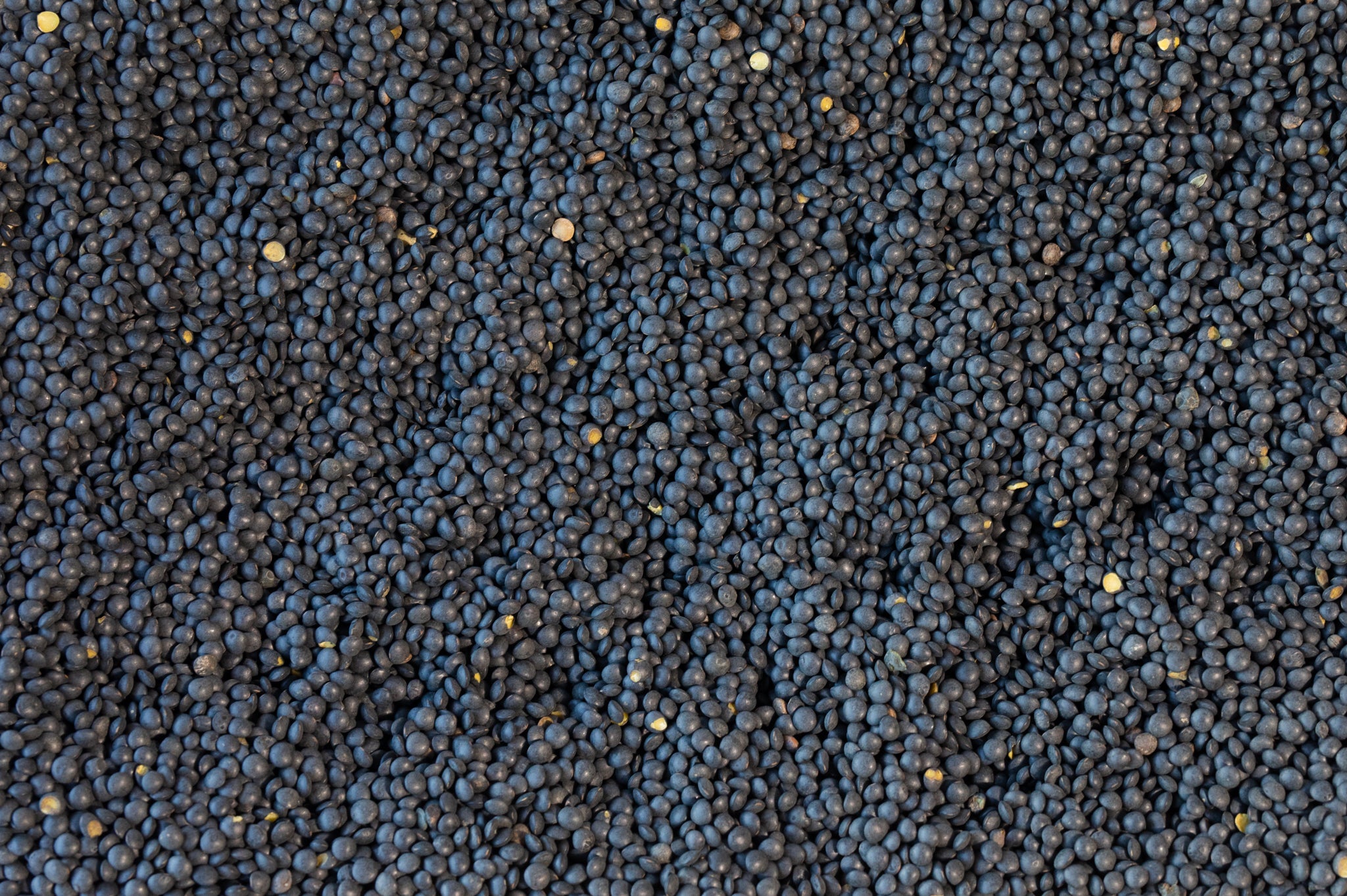 Black Caviar Lentil - Rancho Gordo