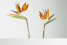 Low-Light Plants: bird of paradise