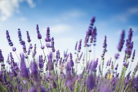 Best Outdoor Plants 2023, lavender in field