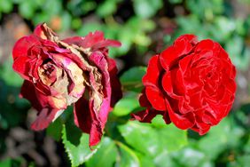 how-to-deadhead-roses-GettyImages-95946350