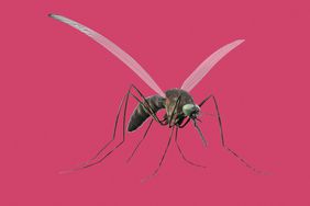 Close up of a common mosquito on a pink background