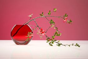 Chaenomeles twig in red flower vase