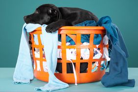 Puppy lying in laundry basket