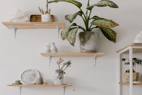 water-plants-on-high-shelf