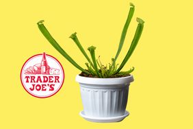 trader-joes-mini-pitcher-plant-GettyImages-1307491186