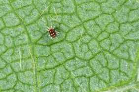 Panonychus ulmi the European red mite. It is a species of mite which is a major agricultural pest of fruit trees.