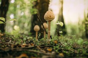 Forest with mushrooms