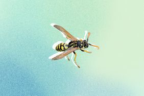 yellow jacket wasp