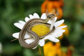 photo of a young garter snake on flower