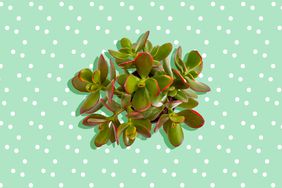 Top View of a Jade Plant Against a Blue Background With White Polka-Dots