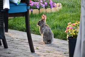 Rabbits hopping around backyard