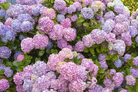 Fall Plants to Grow Right Now, Hydrangea