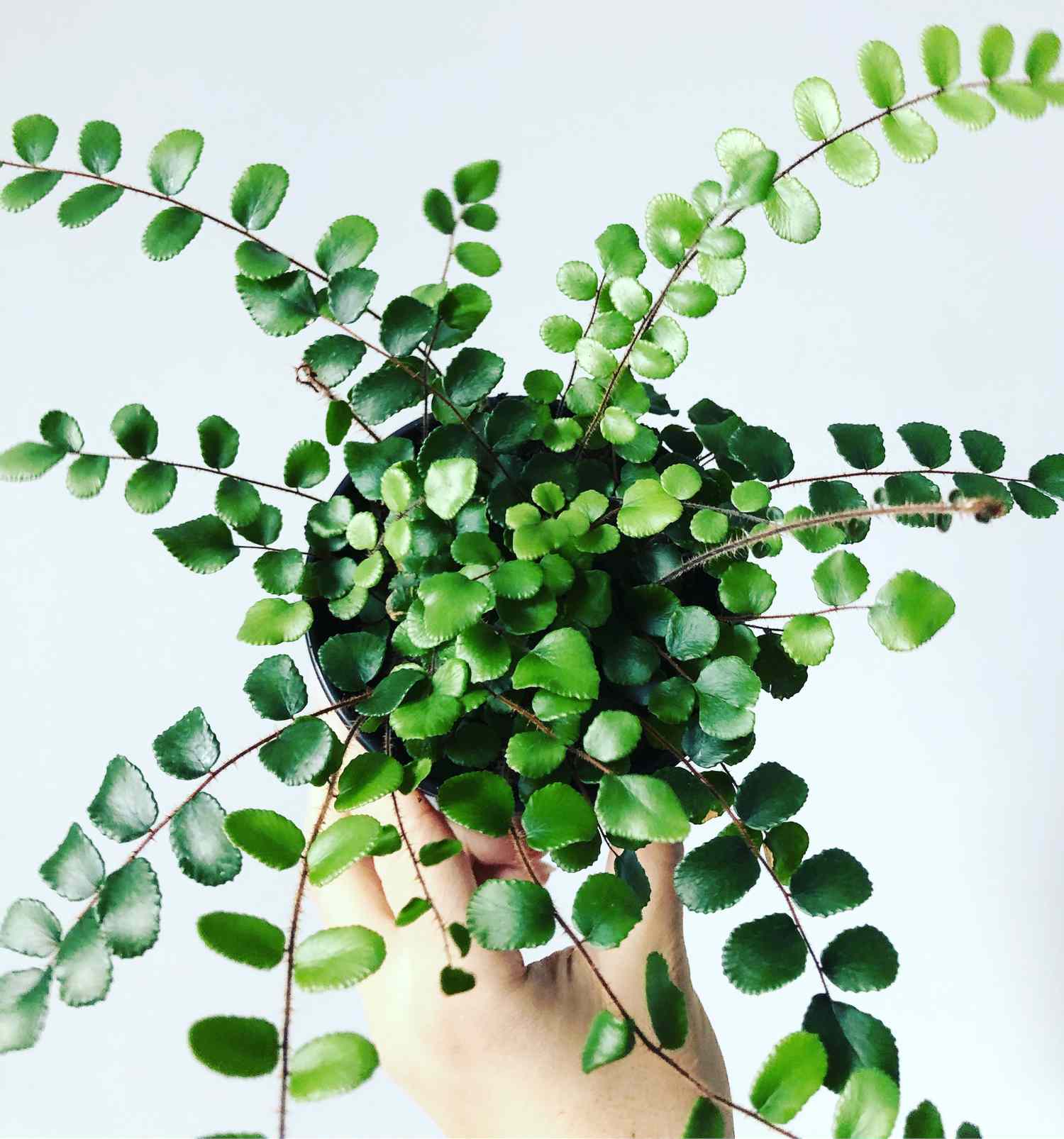 closeup of button fern with small green leaves being held up by light skinned hand against white background