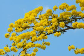 golden-trumpet-tree-GettyImages-655512800