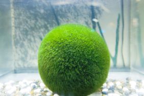 Marimo moss ball in water